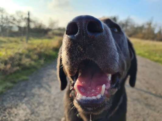 Hundeauslaufgebiet-Ehemaliger Truppenübungsplatz Hemer-Bild