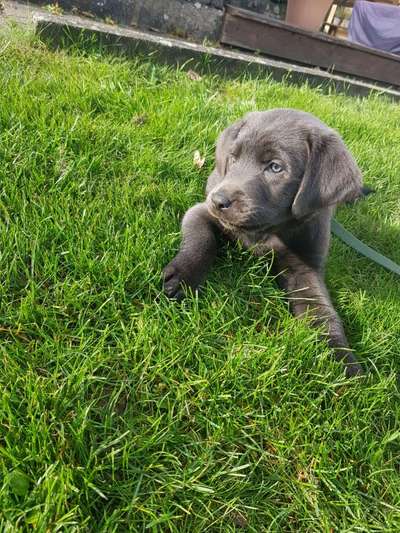 Welpen Bilder !-Beitrag-Bild