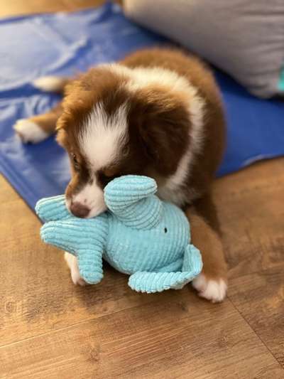 Die Dogorama Wochen Challenge-Beitrag-Bild