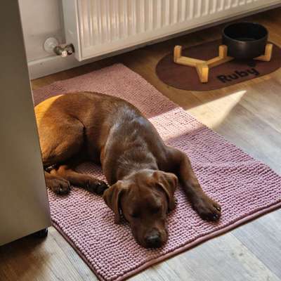 Hundetreffen-Hundefreunde-Bild