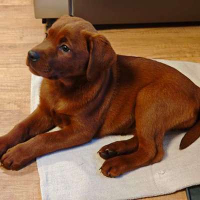 Hundetreffen-Hundefreunde-Bild