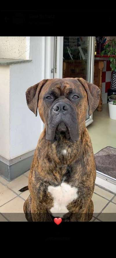 Rassensuche Cane Corso Italiano-Beitrag-Bild