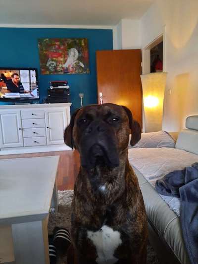 Cane corso-Beitrag-Bild