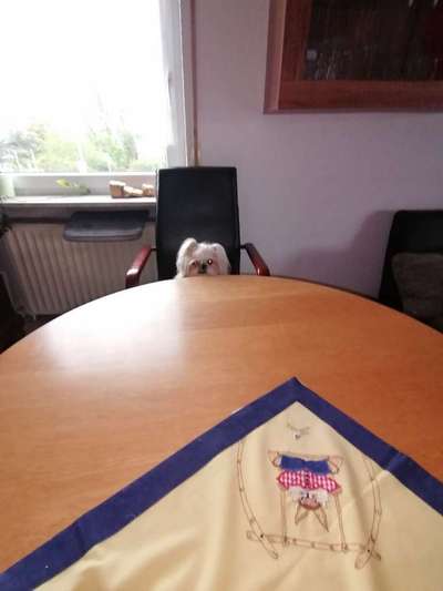 Dogorama Photo Challenge - Tarnung ist alles-Beitrag-Bild