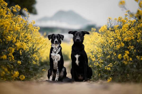 Tierfotograf Bild