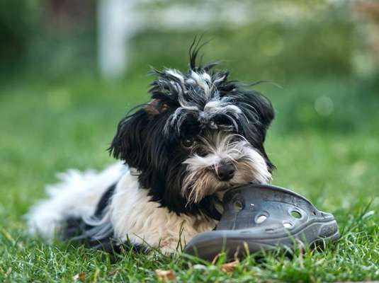 Havaneser-Beitrag-Bild