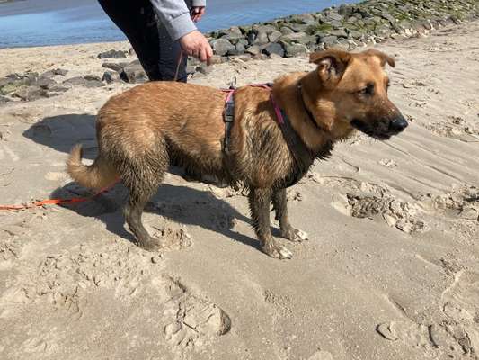 Dogorama-Monats-Challenge-Mai "Wasser"-Beitrag-Bild