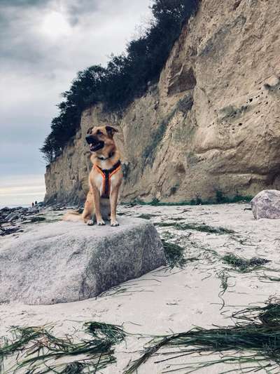 Dogorama-Monats-Challenge-Mai "Wasser"-Beitrag-Bild