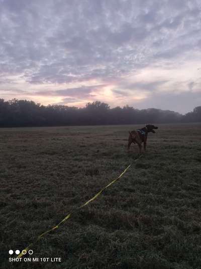 Rhodesian Ridgeback-Beitrag-Bild