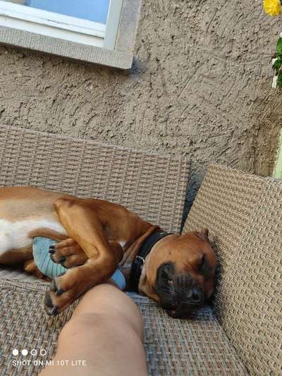 Die Dogorama Wochen Challenge-Beitrag-Bild