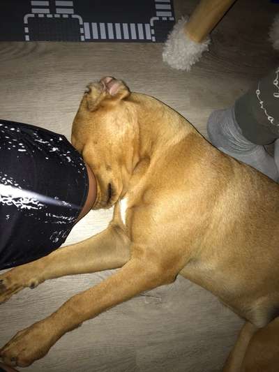 Zeigt mir die lustigsten Schlafpositionen eurer Fellnasen-Beitrag-Bild