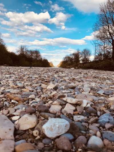 Die wunderschöne Welt mit Hund.-Beitrag-Bild