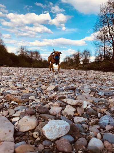 Die wunderschöne Welt mit Hund.-Beitrag-Bild