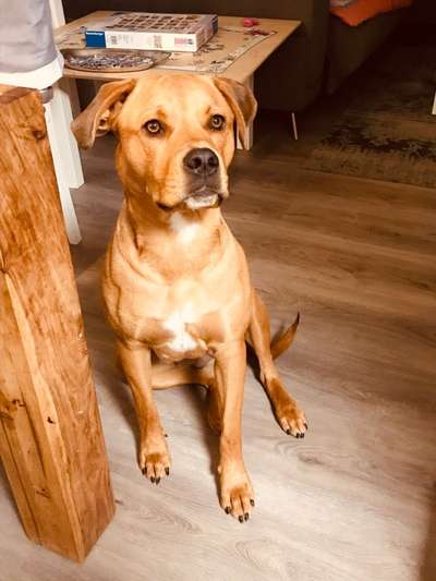 Rottweiler/-Mischlinge-Beitrag-Bild