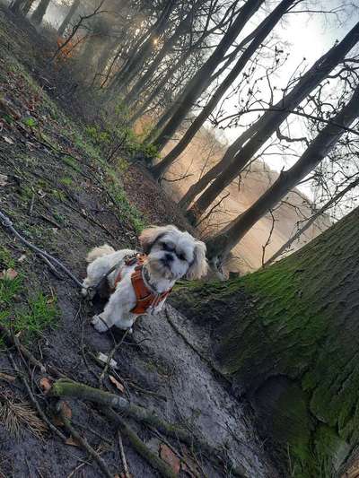 Shih Tzu von Jung bis Senioren-Beitrag-Bild
