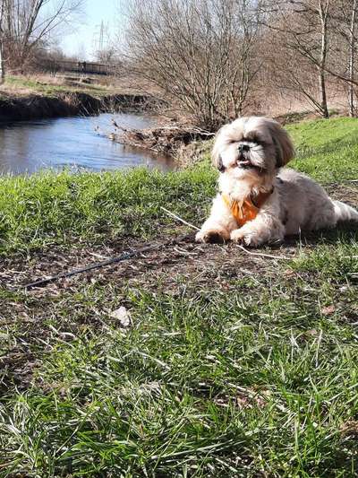 Shih Tzu-Beitrag-Bild