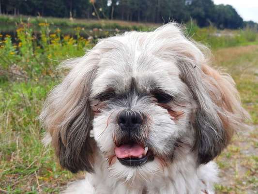 Shih Tzu von Jung bis Senioren-Beitrag-Bild