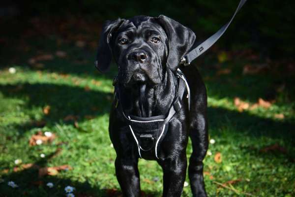 Hundetreffen-Welpentreffen 1220 Wien, Hundewiese Seestadt-Bild