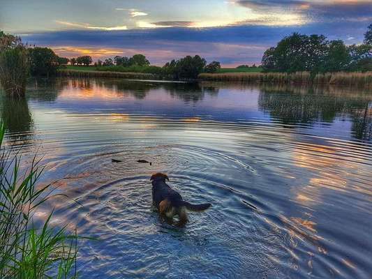 Zeigt euren Hund an eurem lieblingsplatz-Beitrag-Bild