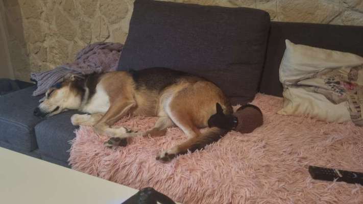 2. HUND-Beitrag-Bild