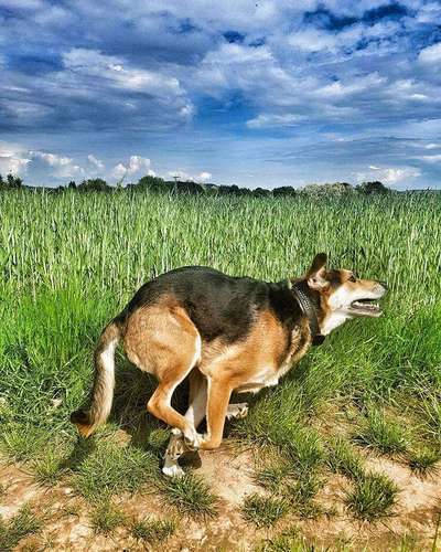 Die Dogorama Kalender Challenge Titelbild-Beitrag-Bild