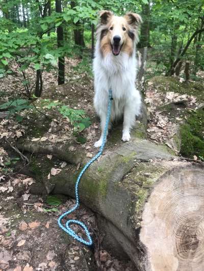 Collies -wo seid ihr?-Beitrag-Bild