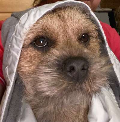 Border Terrier-Beitrag-Bild