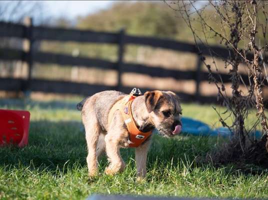 Border Terrier-Beitrag-Bild
