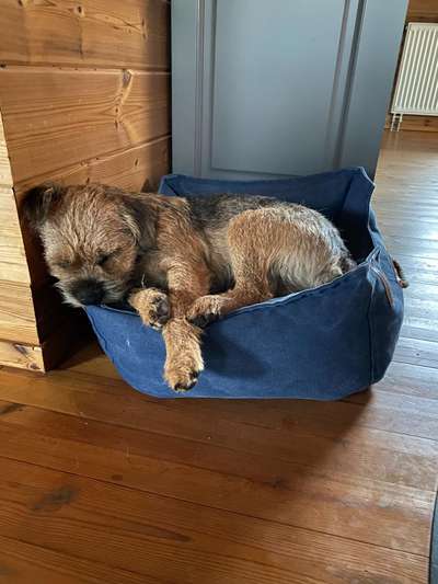 Border Terrier-Beitrag-Bild