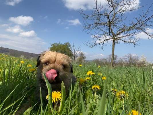 Dogorama Photo Challenge - Frühlingserwachen-Beitrag-Bild