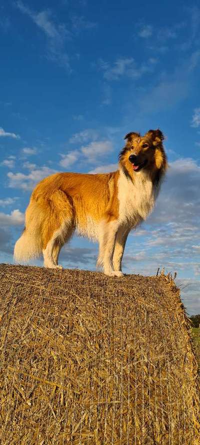 Langhaar Collies-Beitrag-Bild