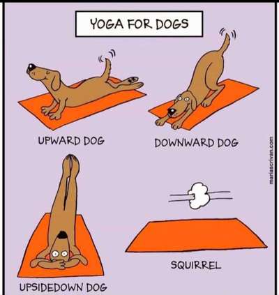 Hunde Memes-Beitrag-Bild