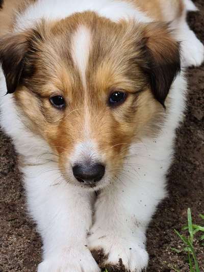 Langhaar Collies-Beitrag-Bild