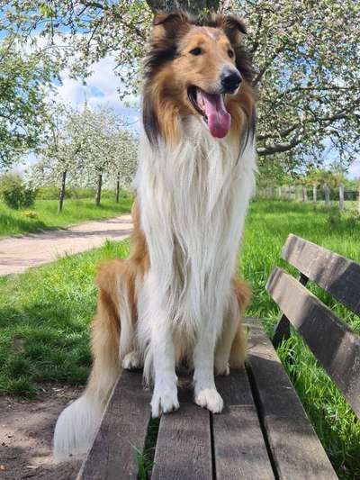 Collies gesucht-Beitrag-Bild