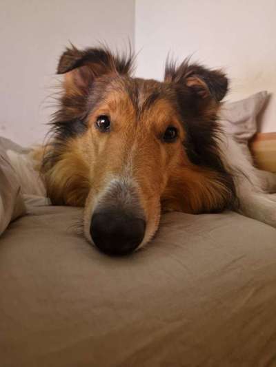 Collies gesucht-Beitrag-Bild