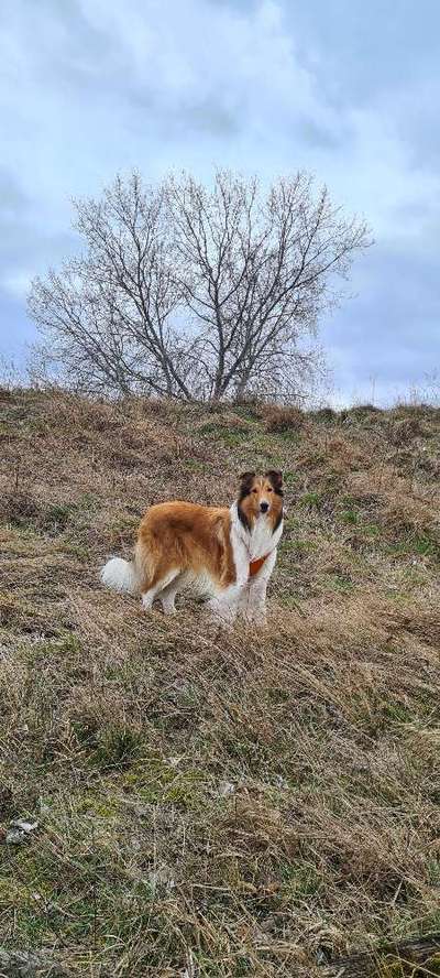 Collies -wo seid ihr?-Beitrag-Bild