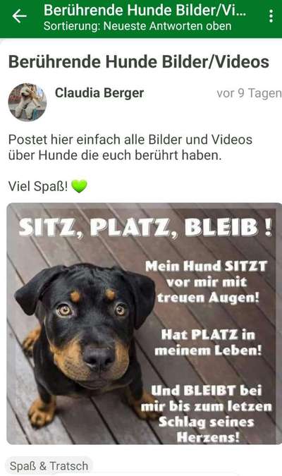 Hunde Memes-Beitrag-Bild
