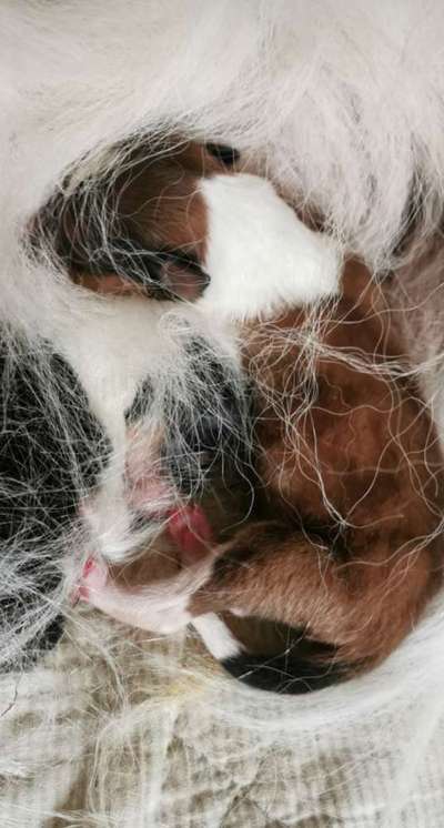 Langhaar Collies-Beitrag-Bild