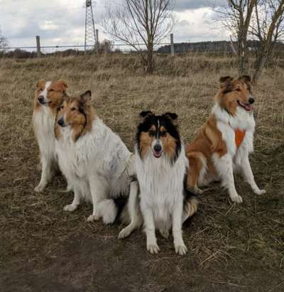 Langhaar Collies-Beitrag-Bild