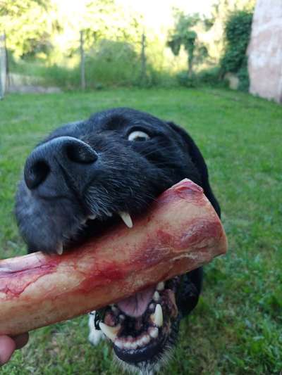 Zeige den lustigsten Blick deines Hundes-Beitrag-Bild