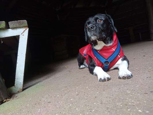 Geschirr über Regenmantel/Wintermantel-Beitrag-Bild