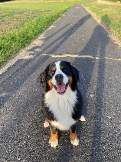 Berner Sennen-Beitrag-Bild