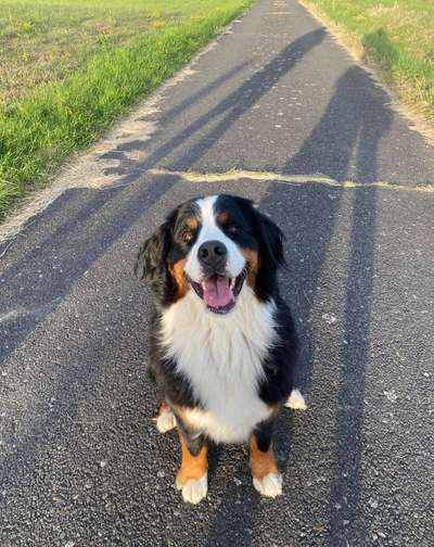 Berner Sennen-Beitrag-Bild