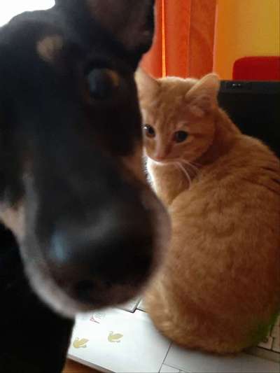 Dein Hund im Dogorama-Kalender 2021-Beitrag-Bild