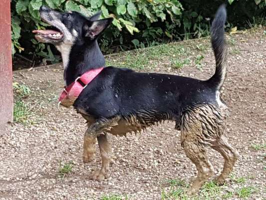 Dein Hund im Dogorama-Kalender 2021-Beitrag-Bild