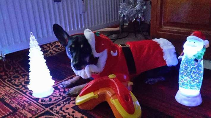 Dein Hund im Dogorama-Kalender 2021-Beitrag-Bild