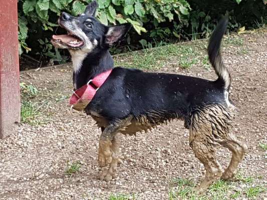 Dein Hund im Dogorama-Kalender 2021-Beitrag-Bild