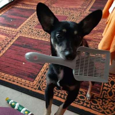 Foto's und Hundemodels-Beitrag-Bild