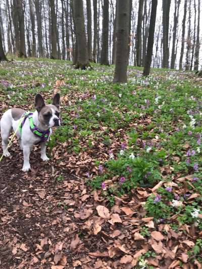 Die Dogorama Monats Challenge "Es grünt und blüht"-Beitrag-Bild