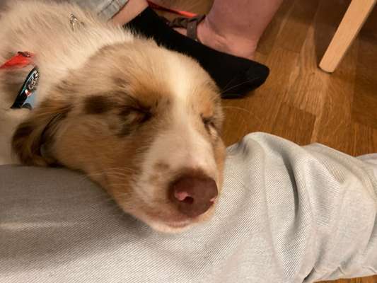 Welpen Bilder !-Beitrag-Bild